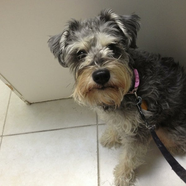 Pet Dominion 11 tips from 85 visitors