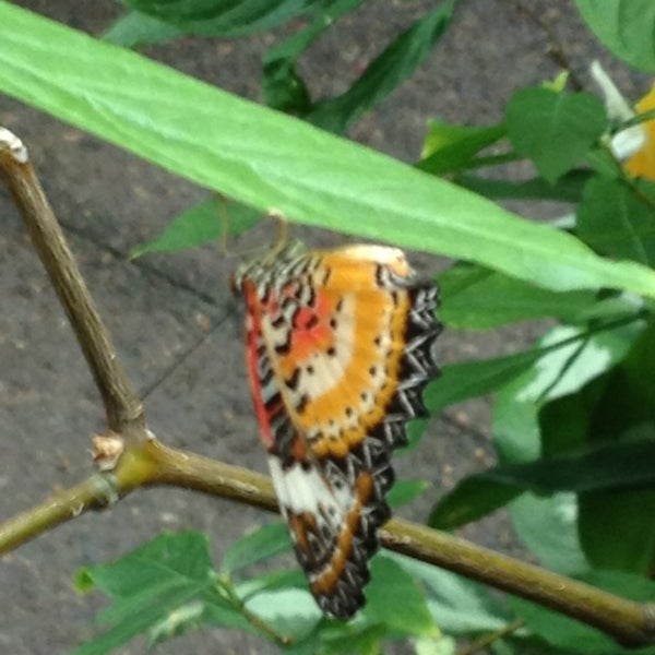 Foto scattata a Butterfly House at Faust County Park da Jeffrey N. il 7/3/2013
