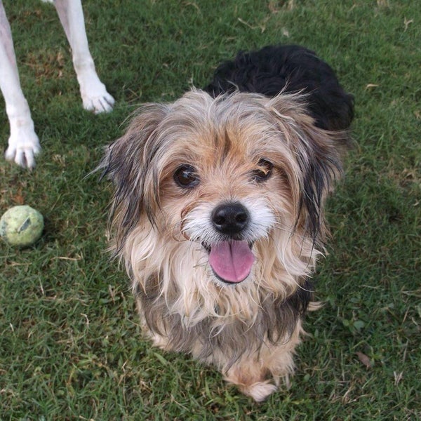 A+ Premium Pet Care Pet Service in Alpharetta