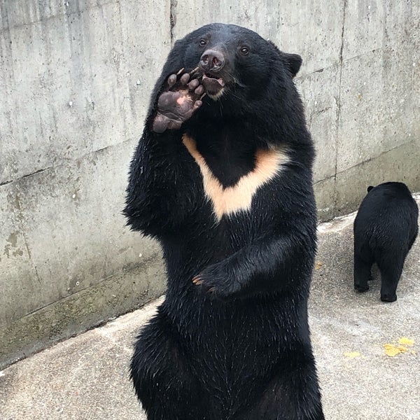 阿仁熊牧場 くまくま園 Zoo In 北秋田市