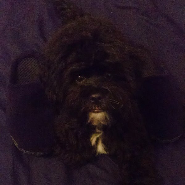 vca robertson animal hospital