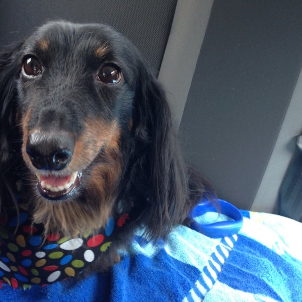 Bubble & Bark Ferndale, MI