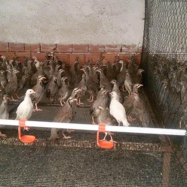 Antalya Keklik Uretim Ciftligi Da Fotograflar