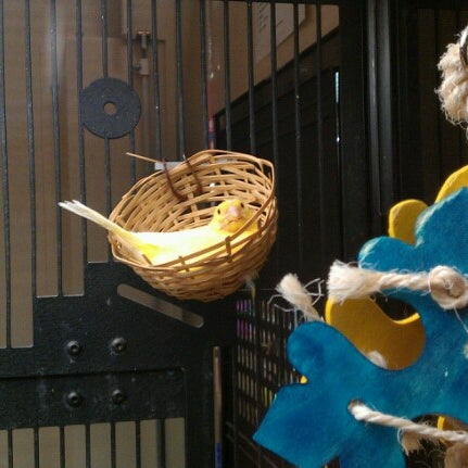 petsmart bike basket