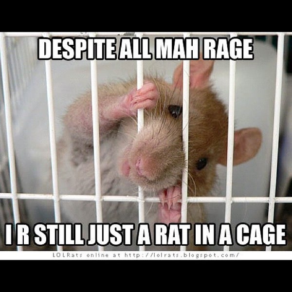 Социальное мышление крыс