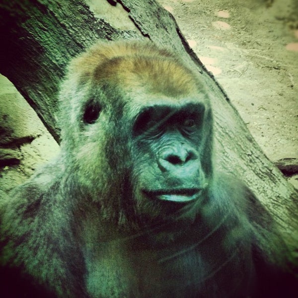 Congo Gorilla Forest Bronxの動物園 Congo Gorilla Forest Bronxの動物園