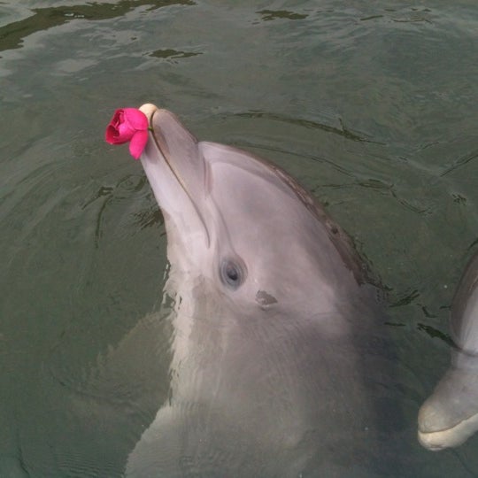 Photo taken at Dolphin Research Center by Jennifer E. on 6/7/2012