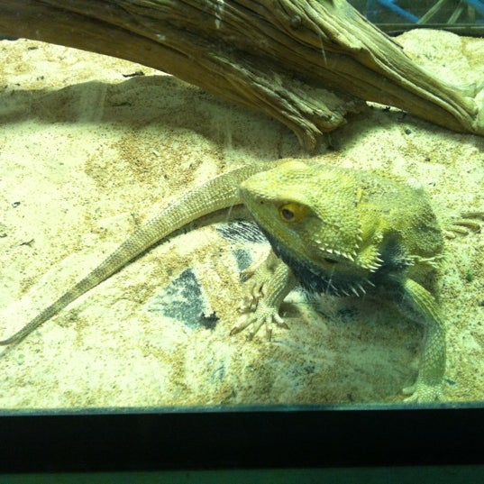 The Reptile Wrangler Barrie, ON