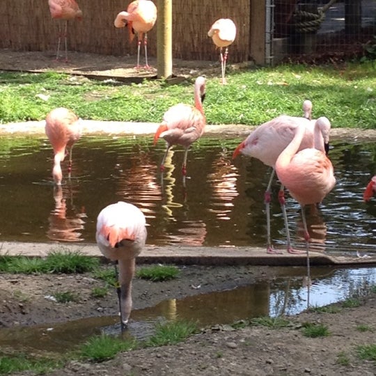 Photo taken at Sequoia Park Zoo by Sarah T. on 4/28/2012