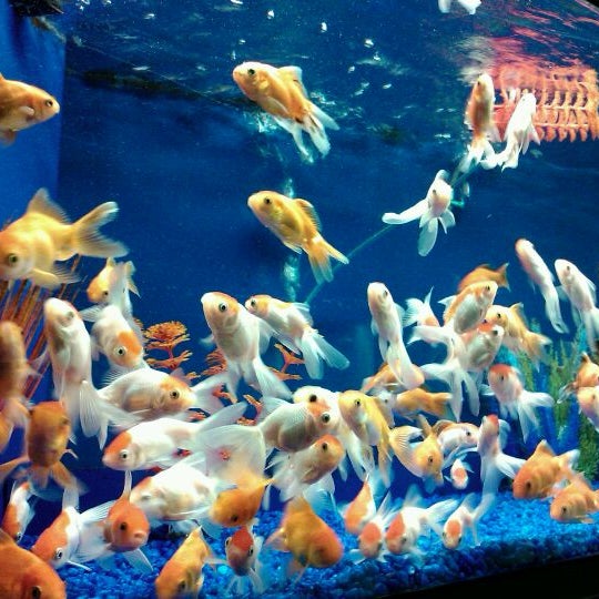 Pisces pet store sales