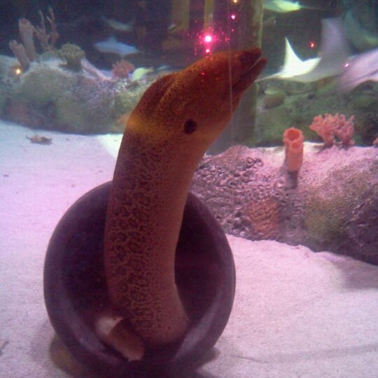 10/9/2011 tarihinde Asia P.ziyaretçi tarafından SEA LIFE Grapevine Aquarium'de çekilen fotoğraf