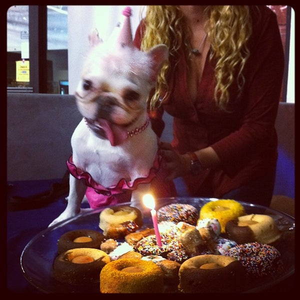 Zoom Room Dog Training Artik Kapali 726 N La Brea Ave Da