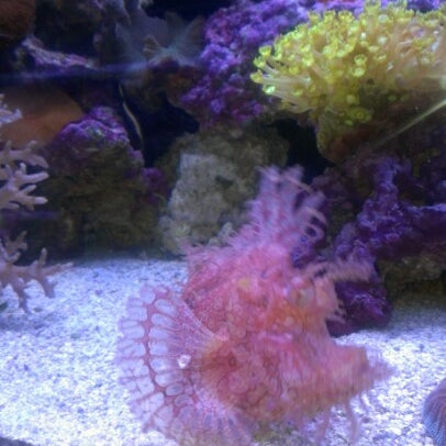 8/27/2012 tarihinde Andy B.ziyaretçi tarafından Old Town Aquarium'de çekilen fotoğraf