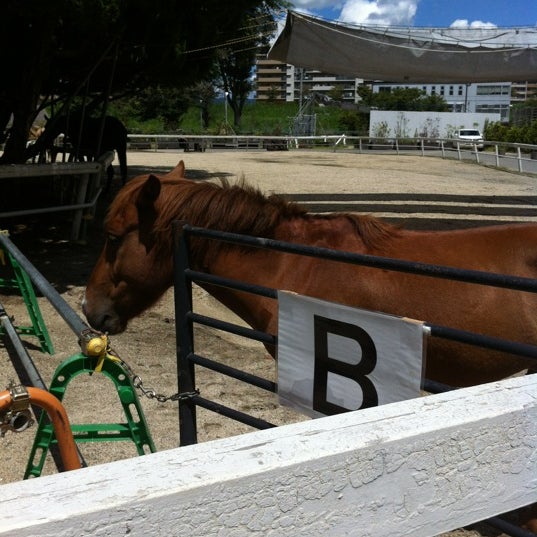 Photos At ホースフレンズ 枚方セラピー牧場 枚方市 大阪府