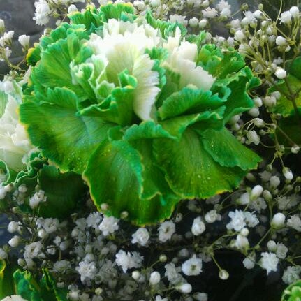 Снимок сделан в Suzann&#39;s Flowers пользователем Dani S. 3/15/2012