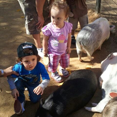 Sissy Island Petting Zoo