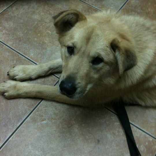 10/18/2011 tarihinde Caitlyn W.ziyaretçi tarafından Beechnut Animal Hospital'de çekilen fotoğraf