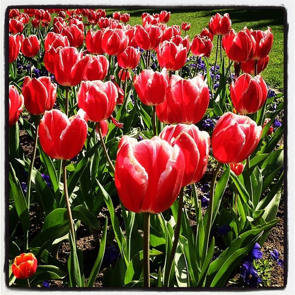 Photos At Queen Wilhelmina Tulip Garden Golden Gate Park San Francisco Ca