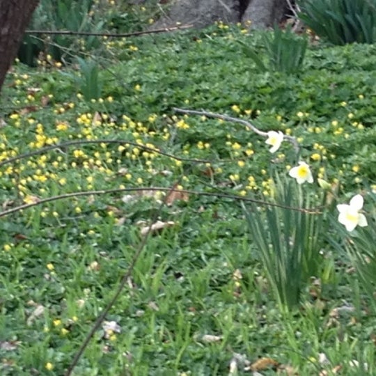 Take to the trails behind Krippendorf for the spring's tour of daffodils!