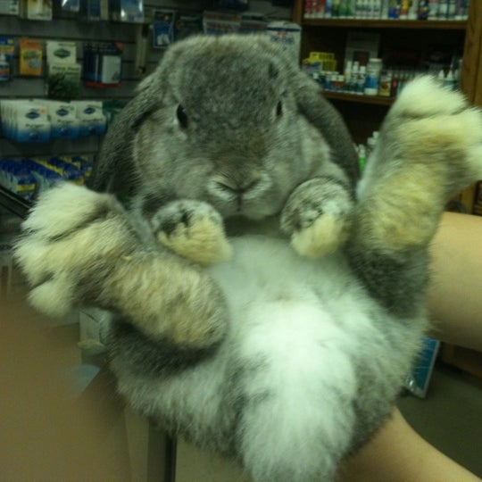 middle earth pet shop