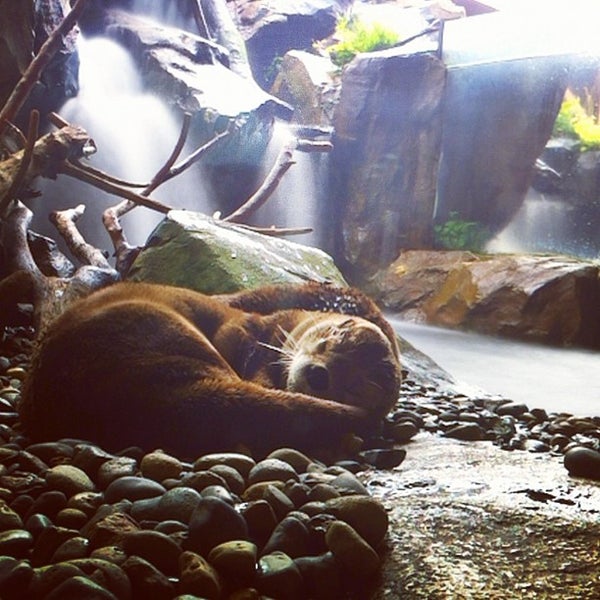 Seattle Aquarium Sea Otters - Pike Place - Seattle, WA