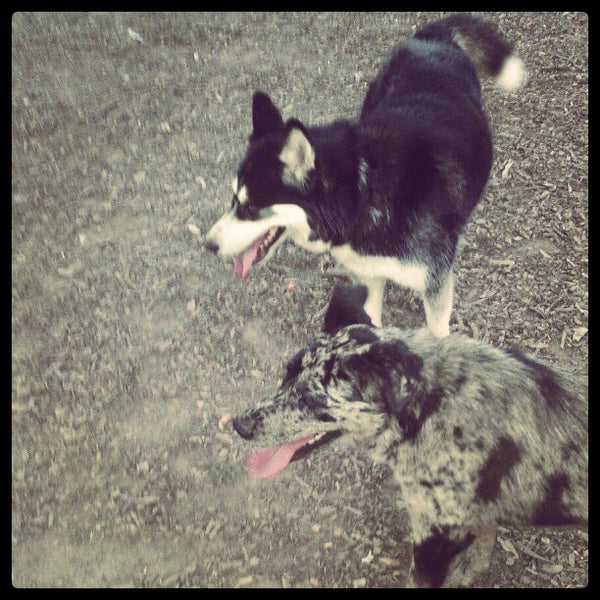 Woodward Park Dog Park Fresno'da Köpek Parkı'da fotoğraflar