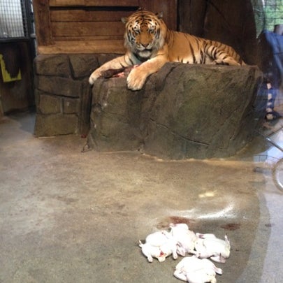 Photos At Odense Zoo Zoo In Odense C