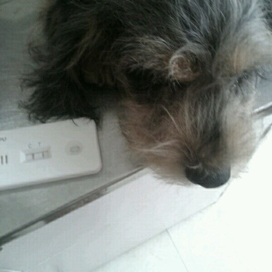 kingdom veterinary clinic