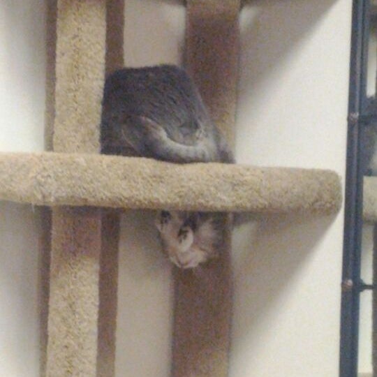 mission animal bird hospital