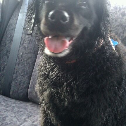 pet supplies plus harper's point