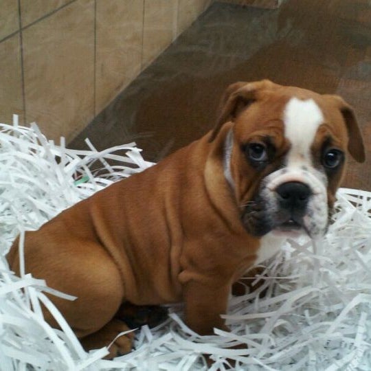 Pet Pourri Rockaway, NJ