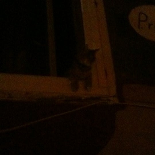 cica az ablakban