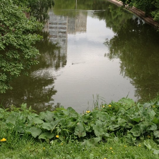 Теплые пруды. Теплые пруды. Редкие утки в бирюлево западное на пруду. Теплый пруд. Висбаден парк.