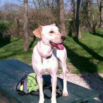 Photos at Swanson s Streamway Dog Park and Daycare 6241 Woodland