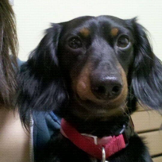 3/2/2012에 Jade L.님이 Brykerwood Veterinary Clinic에서 찍은 사진