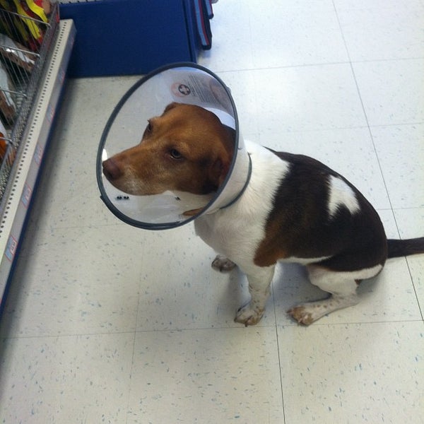 pet valu cone collar