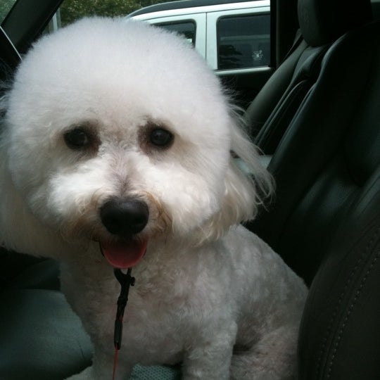 town and country pet grooming