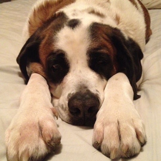 Shickshinny Lake Lake