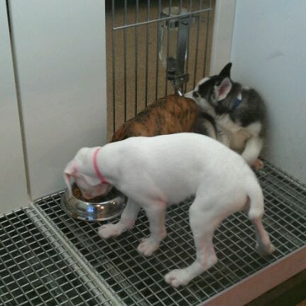 Photo taken at Petland Overland Park by Aimee B. on 9/8/2011