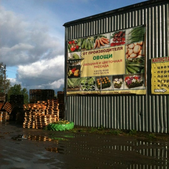 Совхоз Победа Аннино Ломоносовский Район Купить Рассаду