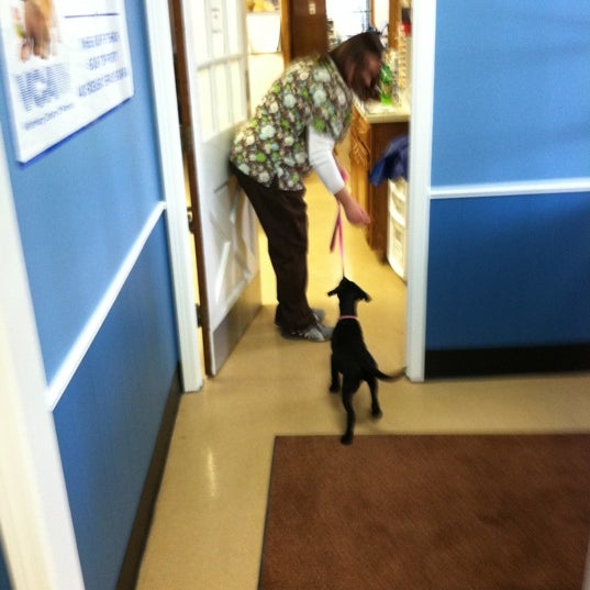 vca wellington animal hospital