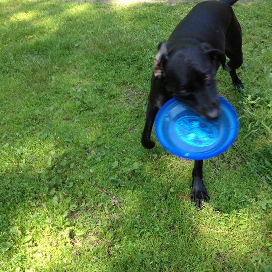 Thanks for the frisbee Bark Harbor! My humans loved the unique treats and toys your store offered too!