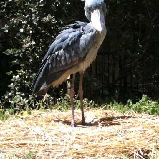 千葉市動物公園 Zoologico En Chiba