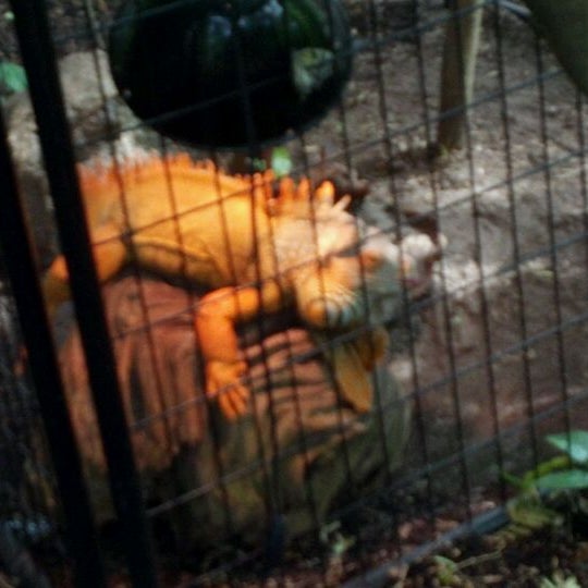 Butterfly Exhibit Houston, TX