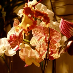 Sage Spa Orchid Show through April. Don't miss it.