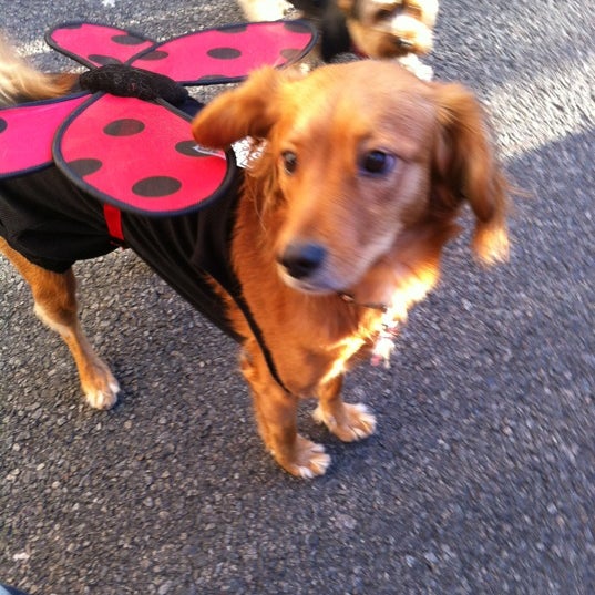 Photo taken at West Village Dog Run by Marianne N. on 10/30/2011