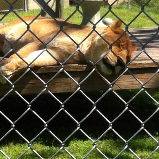 รูปภาพถ่ายที่ Alabama Gulf Coast Zoo โดย Audra S. เมื่อ 3/24/2012