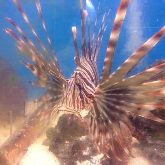 Fish Doctors Ypsilanti, MI