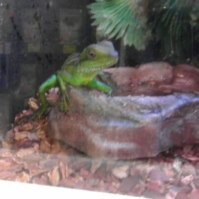 anole petsmart