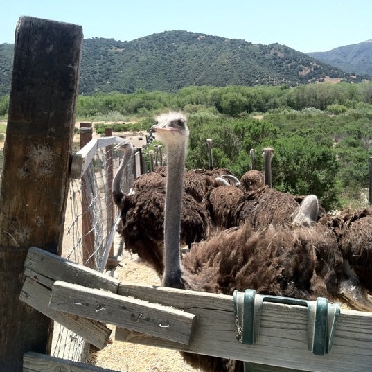 Ostrichland 610 E Highway 246